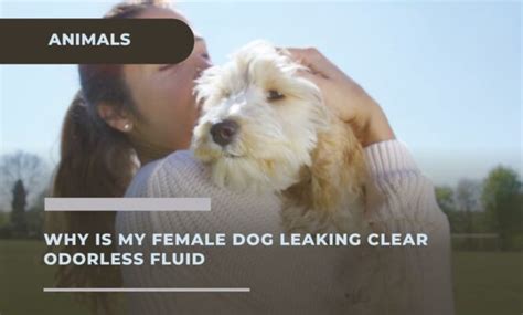 why is my dog leaking fluid|Why Is My Female Dog Leaking Clear Odourless。